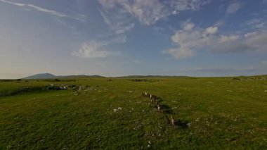 Uçsuz bucaksız yeşil bir çayırda özgürce koşan bir at sürüsü. Parlak mavi bir gökyüzünün altında bulutlar doğayı, özgürlüğü ve manzaralı kırsal alanda hareket etmeyi sergiliyor. Sinematik yavaş çekim havadan FPV