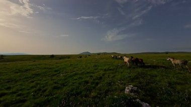 Uçsuz bucaksız yeşil bir çayırda özgürce koşan bir at sürüsü. Parlak mavi bir gökyüzünün altında bulutlar doğayı, özgürlüğü ve manzaralı kırsal alanda hareket etmeyi sergiliyor. Sinematik yavaş çekim havadan FPV