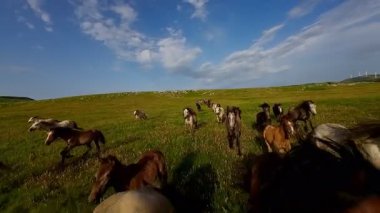 Uçsuz bucaksız yeşil bir çayırda özgürce koşan bir at sürüsü. Parlak mavi bir gökyüzünün altında bulutlar doğayı, özgürlüğü ve manzaralı kırsal alanda hareket etmeyi sergiliyor. Sinematik yavaş çekim havadan FPV
