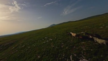 Uçsuz bucaksız yeşil bir çayırda özgürce koşan bir at sürüsü. Parlak mavi bir gökyüzünün altında bulutlar doğayı, özgürlüğü ve manzaralı kırsal alanda hareket etmeyi sergiliyor. Sinematik yavaş çekim havadan FPV