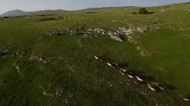 Uçsuz bucaksız yeşil bir çayırda özgürce koşan bir at sürüsü. Parlak mavi bir gökyüzünün altında bulutlar doğayı, özgürlüğü ve manzaralı kırsal alanda hareket etmeyi sergiliyor. Sinematik yavaş çekim havadan FPV