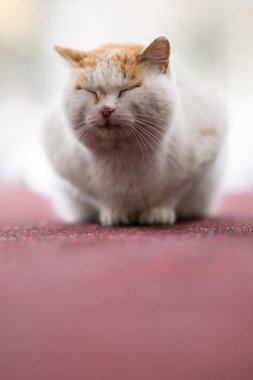 Kırmızı halıda oturan tombul, beyaz ve turuncu gözlü bir kedi, sakin ve memnun..