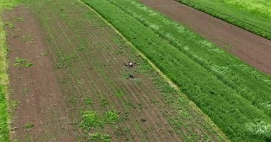Kırsal ortamlardaki gelişmiş tarım teknolojisi ve hassas tarım tekniklerini vurgulayarak, ekin izleme veya spreyleme görevi sırasında ekili bir tarla üzerinde uçan hava aracı..
