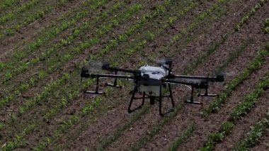 Kırsal ortamlardaki gelişmiş tarım teknolojisi ve hassas tarım tekniklerini vurgulayarak, ekin izleme veya spreyleme görevi sırasında ekili bir tarla üzerinde uçan hava aracı..