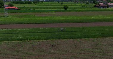 Kırsal ortamlardaki gelişmiş tarım teknolojisi ve hassas tarım tekniklerini vurgulayarak, ekin izleme veya spreyleme görevi sırasında ekili bir tarla üzerinde uçan hava aracı..