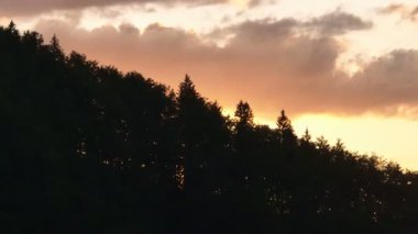 Gün batımında parlayan güneş, sıcak turuncu gökyüzü ve uzun çam ağaçları olan manzaralı orman silueti. Huzurlu, sakin doğa manzarası sakinlik, sükunet ve güzellik temaları için mükemmeldir.