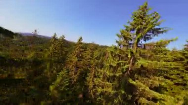 Ormanın zeminini aydınlatan güneş ışınları olan güzel yeşil bir ormanın havadan görünüşü. Doğal güzelliklerle dolu barışçıl, sinematik orman sahnesi, ekolojik seyahat, kaçış ve macera temaları için mükemmel.