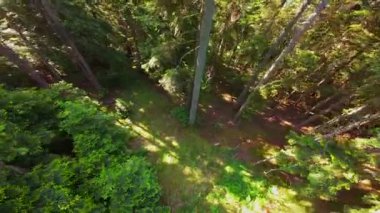 Ormanın zeminini aydınlatan güneş ışınları olan güzel yeşil bir ormanın havadan görünüşü. Doğal güzelliklerle dolu barışçıl, sinematik orman sahnesi, ekolojik seyahat, kaçış ve macera temaları için mükemmel.