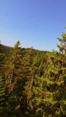 Ormanın zeminini aydınlatan güneş ışınları olan güzel yeşil bir ormanın havacılık videosu. Doğal güzelliklerle dolu barışçıl, sinematik orman sahnesi, ekolojik seyahat, kaçış ve macera için mükemmel.