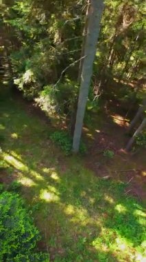 Ormanın zeminini aydınlatan güneş ışınları olan güzel yeşil bir ormanın havacılık videosu. Doğal güzelliklerle dolu barışçıl, sinematik orman sahnesi, ekolojik seyahat, kaçış ve macera için mükemmel.