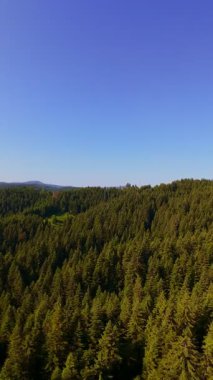 Ormanın zeminini aydınlatan güneş ışınları olan güzel yeşil bir ormanın havacılık videosu. Doğal güzelliklerle dolu barışçıl, sinematik orman sahnesi, ekolojik seyahat, kaçış ve macera için mükemmel.