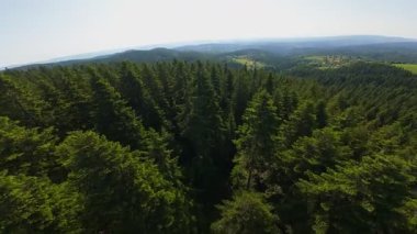 Ormanın zeminini aydınlatan güneş ışınları olan güzel yeşil bir ormanın havadan görünüşü. Doğal güzelliklerle dolu barışçıl, sinematik orman sahnesi, ekolojik seyahat, kaçış ve macera temaları için mükemmel.