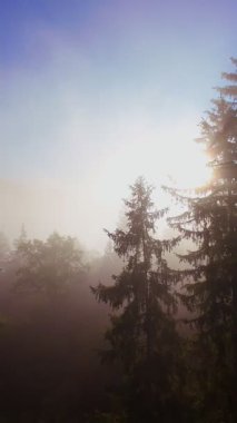 Güneşin doğuşuyla birlikte yemyeşil bir vadinin hava dikey videosu sisli tepeler, orman ağaçları ve yumuşak sabah ışığı. Seyahat, ekolojik maceralar ve manzaralı kaçışlar için mükemmel güzel, sinematik bir manzara.