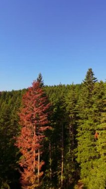 Ormanın zeminini aydınlatan güneş ışınları olan güzel yeşil bir ormanın havacılık videosu. Doğal güzelliklerle dolu barışçıl, sinematik orman sahnesi, ekolojik seyahat, kaçış ve macera için mükemmel.