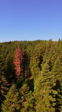 Ormanın zeminini aydınlatan güneş ışınları olan güzel yeşil bir ormanın havacılık videosu. Doğal güzelliklerle dolu barışçıl, sinematik orman sahnesi, ekolojik seyahat, kaçış ve macera için mükemmel.