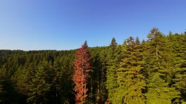 Ormanın zeminini aydınlatan güneş ışınları olan güzel yeşil bir ormanın havadan görünüşü. Doğal güzelliklerle dolu barışçıl, sinematik orman sahnesi, ekolojik seyahat, kaçış ve macera temaları için mükemmel.