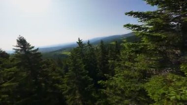 Ormanın zeminini aydınlatan güneş ışınları olan güzel yeşil bir ormanın havadan görünüşü. Doğal güzelliklerle dolu barışçıl, sinematik orman sahnesi, ekolojik seyahat, kaçış ve macera temaları için mükemmel.