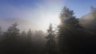 Güneşin doğuşunda yemyeşil bir vadinin hava manzarası sisli tepeler, orman ağaçları ve yumuşak sabah ışığı. Seyahat, ekolojik maceralar ve manzaralı kaçışlar için mükemmel güzel, sinematik bir manzara.