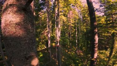 Ormanın zeminini aydınlatan güneş ışınları olan güzel yeşil bir ormanın havadan görünüşü. Doğal güzelliklerle dolu barışçıl, sinematik orman sahnesi, ekolojik seyahat, kaçış ve macera temaları için mükemmel.