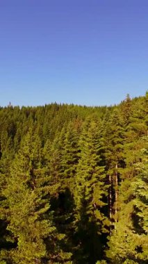 Ormanın zeminini aydınlatan güneş ışınları olan güzel yeşil bir ormanın havacılık videosu. Doğal güzelliklerle dolu barışçıl, sinematik orman sahnesi, ekolojik seyahat, kaçış ve macera için mükemmel.