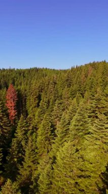 Ormanın zeminini aydınlatan güneş ışınları olan güzel yeşil bir ormanın havacılık videosu. Doğal güzelliklerle dolu barışçıl, sinematik orman sahnesi, ekolojik seyahat, kaçış ve macera için mükemmel.