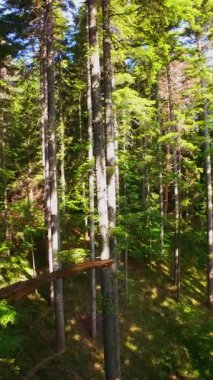 Ormanın zeminini aydınlatan güneş ışınları olan güzel yeşil bir ormanın havacılık videosu. Doğal güzelliklerle dolu barışçıl, sinematik orman sahnesi, ekolojik seyahat, kaçış ve macera için mükemmel.