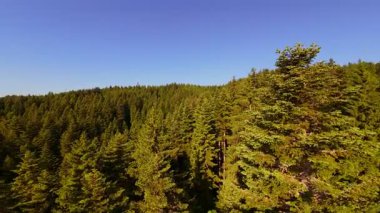 Ormanın zeminini aydınlatan güneş ışınları olan güzel yeşil bir ormanın havadan görünüşü. Doğal güzelliklerle dolu barışçıl, sinematik orman sahnesi, ekolojik seyahat, kaçış ve macera temaları için mükemmel.