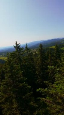 Ormanın zeminini aydınlatan güneş ışınları olan güzel yeşil bir ormanın havacılık videosu. Doğal güzelliklerle dolu barışçıl, sinematik orman sahnesi, ekolojik seyahat, kaçış ve macera için mükemmel.