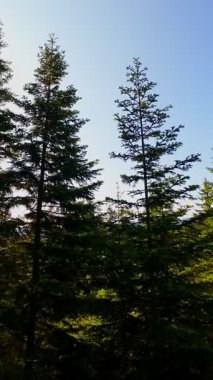 Ormanın zeminini aydınlatan güneş ışınları olan güzel yeşil bir ormanın havacılık videosu. Doğal güzelliklerle dolu barışçıl, sinematik orman sahnesi, ekolojik seyahat, kaçış ve macera için mükemmel.