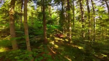 Ormanın zeminini aydınlatan güneş ışınları olan güzel yeşil bir ormanın havadan görünüşü. Doğal güzelliklerle dolu barışçıl, sinematik orman sahnesi, ekolojik seyahat, kaçış ve macera temaları için mükemmel.