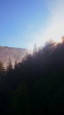Güneşin doğuşuyla birlikte yemyeşil bir vadinin hava dikey videosu sisli tepeler, orman ağaçları ve yumuşak sabah ışığı. Seyahat, ekolojik maceralar ve manzaralı kaçışlar için mükemmel güzel, sinematik bir manzara.