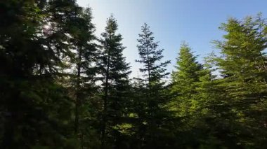 Ormanın zeminini aydınlatan güneş ışınları olan güzel yeşil bir ormanın havadan görünüşü. Doğal güzelliklerle dolu barışçıl, sinematik orman sahnesi, ekolojik seyahat, kaçış ve macera temaları için mükemmel.