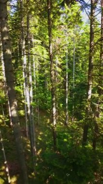 Ormanın zeminini aydınlatan güneş ışınları olan güzel yeşil bir ormanın havacılık videosu. Doğal güzelliklerle dolu barışçıl, sinematik orman sahnesi, ekolojik seyahat, kaçış ve macera için mükemmel.