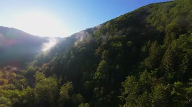 Güneşin doğuşunda yemyeşil bir vadinin hava manzarası sisli tepeler, orman ağaçları ve yumuşak sabah ışığı. Seyahat, ekolojik maceralar ve manzaralı kaçışlar için mükemmel güzel, sinematik bir manzara.