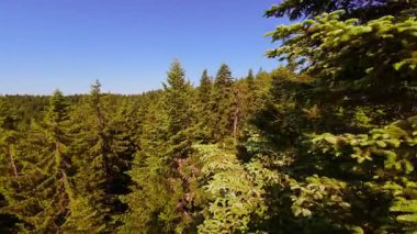 Ormanın zeminini aydınlatan güneş ışınları olan güzel yeşil bir ormanın havadan görünüşü. Doğal güzelliklerle dolu barışçıl, sinematik orman sahnesi, ekolojik seyahat, kaçış ve macera temaları için mükemmel.