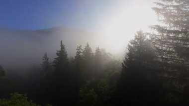 Güneşin doğuşunda yemyeşil bir vadinin hava manzarası sisli tepeler, orman ağaçları ve yumuşak sabah ışığı. Seyahat, ekolojik maceralar ve manzaralı kaçışlar için mükemmel güzel, sinematik bir manzara.