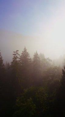 Güneşin doğuşuyla birlikte yemyeşil bir vadinin hava dikey videosu sisli tepeler, orman ağaçları ve yumuşak sabah ışığı. Seyahat, ekolojik maceralar ve manzaralı kaçışlar için mükemmel güzel, sinematik bir manzara.