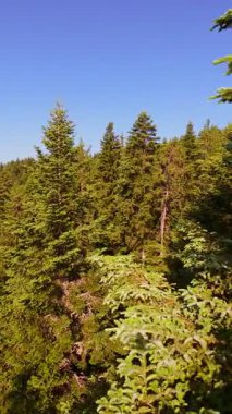 Ormanın zeminini aydınlatan güneş ışınları olan güzel yeşil bir ormanın havacılık videosu. Doğal güzelliklerle dolu barışçıl, sinematik orman sahnesi, ekolojik seyahat, kaçış ve macera için mükemmel.