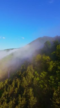 Güneşin doğuşuyla birlikte yemyeşil bir vadinin hava dikey videosu sisli tepeler, orman ağaçları ve yumuşak sabah ışığı. Seyahat, ekolojik maceralar ve manzaralı kaçışlar için mükemmel güzel, sinematik bir manzara.