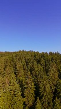 Ormanın zeminini aydınlatan güneş ışınları olan güzel yeşil bir ormanın havacılık videosu. Doğal güzelliklerle dolu barışçıl, sinematik orman sahnesi, ekolojik seyahat, kaçış ve macera için mükemmel.