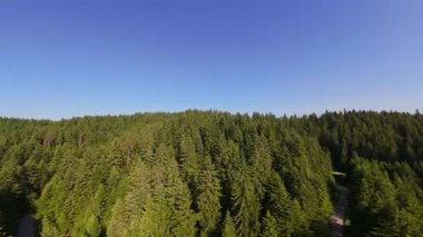 Ormanın zeminini aydınlatan güneş ışınları olan güzel yeşil bir ormanın havadan görünüşü. Doğal güzelliklerle dolu barışçıl, sinematik orman sahnesi, ekolojik seyahat, kaçış ve macera temaları için mükemmel.