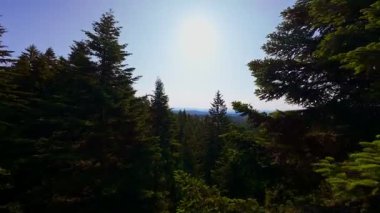 Ormanın zeminini aydınlatan güneş ışınları olan güzel yeşil bir ormanın havadan görünüşü. Doğal güzelliklerle dolu barışçıl, sinematik orman sahnesi, ekolojik seyahat, kaçış ve macera temaları için mükemmel.