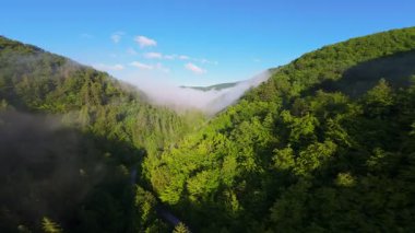 Güneşin doğuşunda yemyeşil bir vadinin hava manzarası sisli tepeler, orman ağaçları ve yumuşak sabah ışığı. Seyahat, ekolojik maceralar ve manzaralı kaçışlar için mükemmel güzel, sinematik bir manzara.