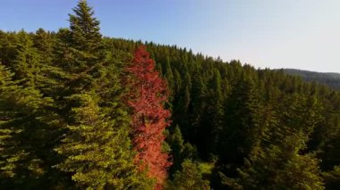 Ormanın zeminini aydınlatan güneş ışınları olan güzel yeşil bir ormanın havadan görünüşü. Doğal güzelliklerle dolu barışçıl, sinematik orman sahnesi, ekolojik seyahat, kaçış ve macera temaları için mükemmel.