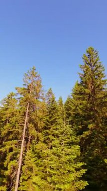 Ormanın zeminini aydınlatan güneş ışınları olan güzel yeşil bir ormanın havacılık videosu. Doğal güzelliklerle dolu barışçıl, sinematik orman sahnesi, ekolojik seyahat, kaçış ve macera için mükemmel.