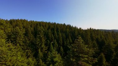 Ormanın zeminini aydınlatan güneş ışınları olan güzel yeşil bir ormanın havadan görünüşü. Doğal güzelliklerle dolu barışçıl, sinematik orman sahnesi, ekolojik seyahat, kaçış ve macera temaları için mükemmel.