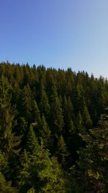 Ormanın zeminini aydınlatan güneş ışınları olan güzel yeşil bir ormanın havacılık videosu. Doğal güzelliklerle dolu barışçıl, sinematik orman sahnesi, ekolojik seyahat, kaçış ve macera için mükemmel.