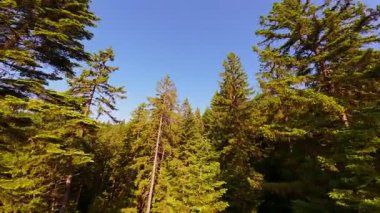 Ormanın zeminini aydınlatan güneş ışınları olan güzel yeşil bir ormanın havadan görünüşü. Doğal güzelliklerle dolu barışçıl, sinematik orman sahnesi, ekolojik seyahat, kaçış ve macera temaları için mükemmel.