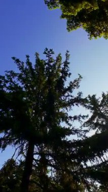 Ormanın zeminini aydınlatan güneş ışınları olan güzel yeşil bir ormanın havacılık videosu. Doğal güzelliklerle dolu barışçıl, sinematik orman sahnesi, ekolojik seyahat, kaçış ve macera için mükemmel.