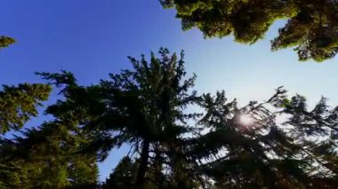 Ormanın zeminini aydınlatan güneş ışınları olan güzel yeşil bir ormanın havadan görünüşü. Doğal güzelliklerle dolu barışçıl, sinematik orman sahnesi, ekolojik seyahat, kaçış ve macera temaları için mükemmel.